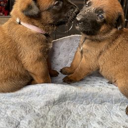 Belgian Malinois Puppies from Pyrex Kennels