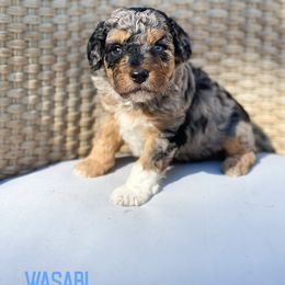 Wasabi - Blue merle male Aussiedoodle puppy in Henry, Illinois from Rowe Farms Doodles
