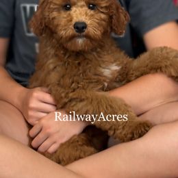 Benji - Red  male Goldendoodle puppy in Milford, Indiana from Railway Acres Kennel