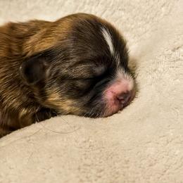 Lhasa Apso Puppies from Luv-N-Laughter Lhasa Apsos