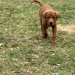Labrador Retriever Puppies from Cajun Water Retrievers