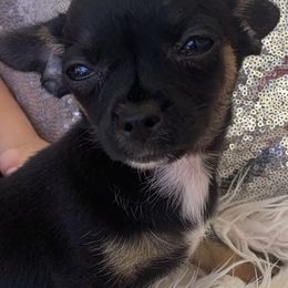 Chihuahua Puppies from Tiny Hiney Farm Chihuahuas