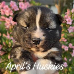 Dark blue boy - Agouti and white male Siberian Husky puppy in Terre Haute, Indiana from April's Huskies