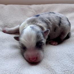 Walker - Blue merle male Toy Australian Shepherd puppy in Bly, Oregon from Apacheblus Toy Aussies