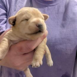 Baby boy 2 - Wheaten male Miniature Schnauzer puppy in Eupora, Mississippi from Mississippi Mini Schnauzers