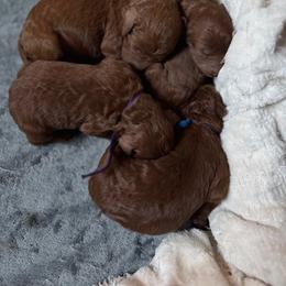 Blue Collar - Red  male Poodle puppy in Nicholasville, Kentucky from Lexington Poodle Company
