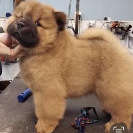 Chow Chow Puppies from Indigo Chows