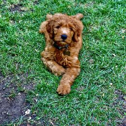 Goldendoodle Puppies from Mountainside Goldendoodle