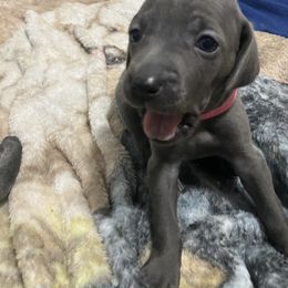Weimaraner Puppies from Palmetto State Weimaraners