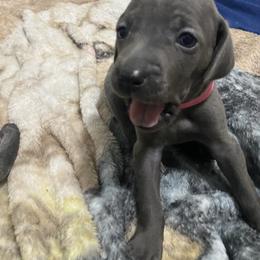 Weimaraner Puppies from Palmetto State Weimaraners