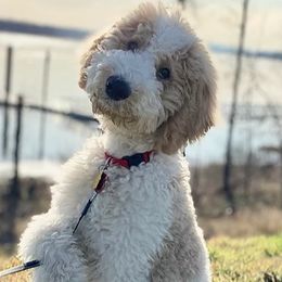 Goldendoodles from Pinkdoodle Tails