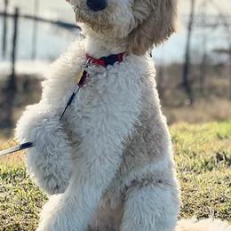 Goldendoodles from Pinkdoodle Tails