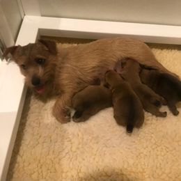 Norfolk Terrier Puppies from Regency Norfolks