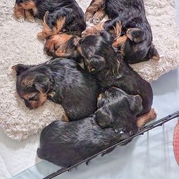 Yorkshire Terrier Puppies from Elaine’s Pup Co.