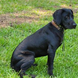 Catahoula Leopard Dog, Goldendoodle, Poodle, and Sheepadoodle Puppies from Prospect Catahoula Farms, LLC