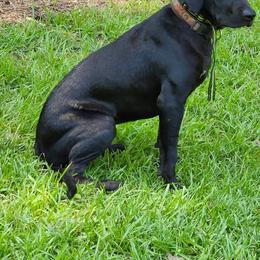 Catahoula Leopard Dog, Goldendoodle, Poodle, and Sheepadoodle Puppies from Prospect Catahoula Farms, LLC