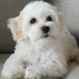 Rowdy - White male Coton de Tulear puppy in Forney, Texas from Buttercup Cotons of Texas