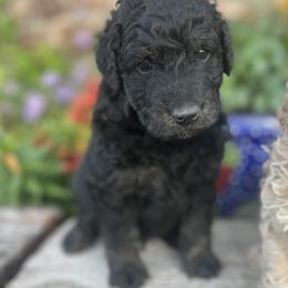 Goldendoodle Puppies from Jess’ Golden Doodles