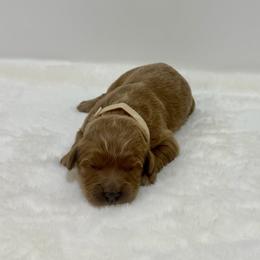 Ocean - Red  female Goldendoodle puppy in Kenansville, North Carolina from J+A Family Doodles