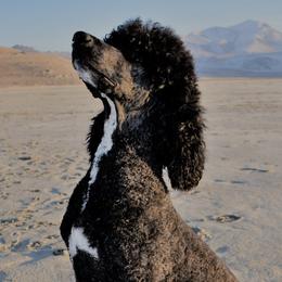 Bernedoodles and Poodles from Salty Standards