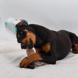 No collar female - Black and rust female Doberman Pinscher puppy in Lafayette, Louisiana from Indah Lux Dobermans