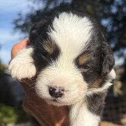 Girl 1 - female Australian Shepherd puppy in San Jose, California from Dirty Laundry Australian Shepherds