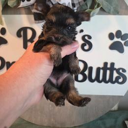 Justice akc champion bloodline - Black and gold female Yorkshire Terrier puppy in Clermont, Florida from Bella's Prissy Butts