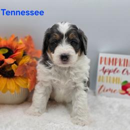 Tennessee - Grey and white male Bernedoodle puppy in Summerville, South Carolina from Channys Doodles