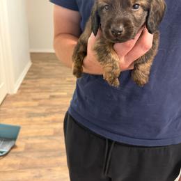 Tempo - Brindle male Dachshund puppy in Celina, Texas from Oak Bridge Farm