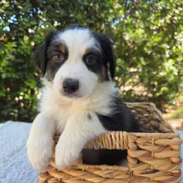 Snickers - Black tri-color male Australian Shepherd puppy in Summerville, South Carolina from Flowertown Aussies
