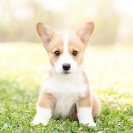 Blue Collar - Paddington - Sable male Pembroke Welsh Corgi puppy in Waverly Hall, Georgia from 6g Ranch Corgis