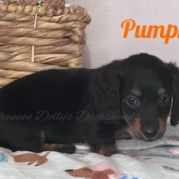 Pumpkin - Black and tan female Dachshund puppy in Monitor, Washington from Shannon Dolly’s Dachshunds