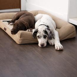 French Bulldog and Great Dane Puppies from Doyle’s Royal K9