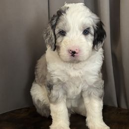Primrose - Merle female Assorted Doodle Crosses puppy in Mesa, Arizona from Arizona Doodle Trails