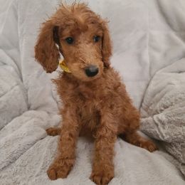 Yellow collar - Red  female Poodle puppy in Colorado Springs, Colorado from Silly's Standard Poodles