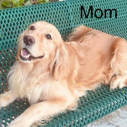 Golden Retriever Puppies from American True Golden retriever