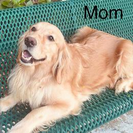 Golden Retriever Puppies from American True Golden retriever