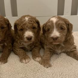 Goldendoodle Puppies from Martin’s Doodles
