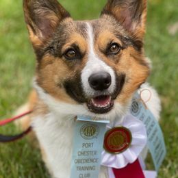 Pembroke Welsh Corgis from West Lake Corgis