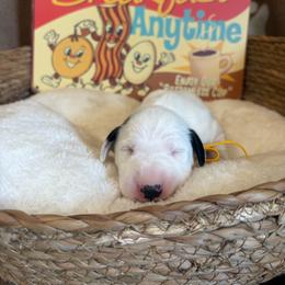 Omelette - White and black female Dalmatian puppy in Claremore, Oklahoma from Lotsofdots Dalmatians