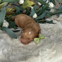 Green Collar - Red male Cavapoo puppy in South Jordan, Utah from Simply Sweet Paws. LLC