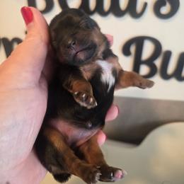 Mavery grace - Black and tan female Yorkshire Terrier puppy in Clermont, Florida from Bella's Prissy Butts
