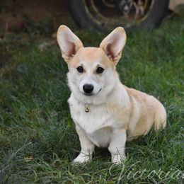Bailey - Pembroke Welsh Corgi