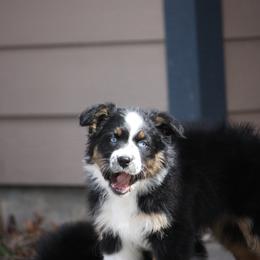 Australian Shepherd Puppies from Flying L Aussies