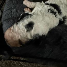 Joseph - Black and white male Bernedoodle puppy in Hays, Kansas from Pine Street doodles