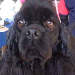Vera - Cocker Spaniel