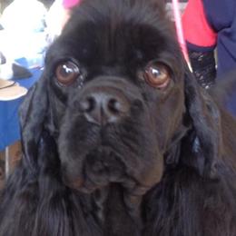 Vera - Cocker Spaniel