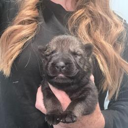 Pink collar - Sable female German Shepherd puppy in Canterbury, Connecticut from Nachtwaechter German Shepherds, LLC