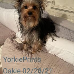 Yorkshire Terrier Puppies from Yorkie Prints