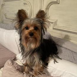 Yorkshire Terrier Puppies from Yorkie Prints